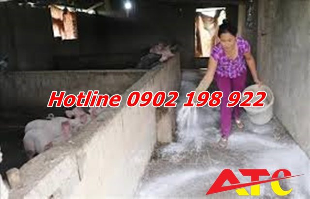 meo-dung-voi-trong-cuoc-song