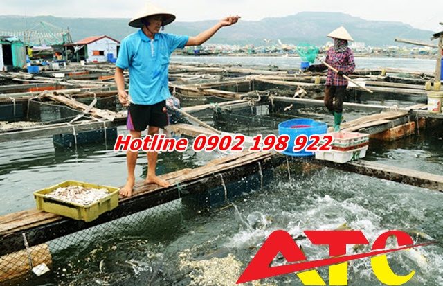 dolomite-giai-phap-cai-thien-do-ngot-nuoc-ao-nuoi-thuy-san-ben-vung