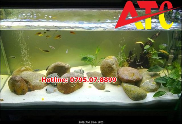 dolomite-trong-be-ca-canh