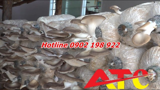 bot-da-caco3-trong-trong-nam-cai-thien-nang-suat-va-chat-luong-nam