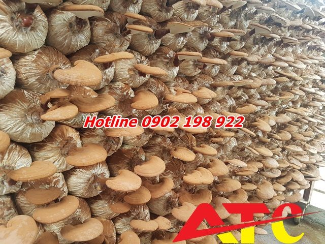 bot-da-caco3-trong-trong-nam-cai-thien-nang-suat-va-chat-luong-nam