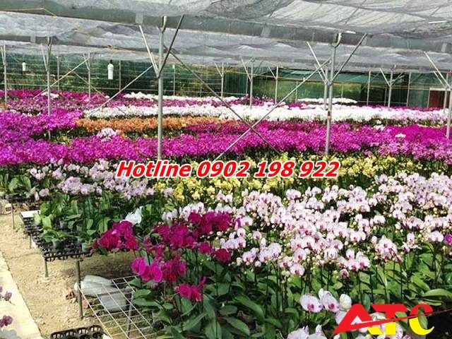 dolomite-bon-cho-cay-canh