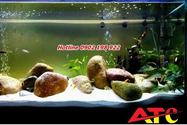 dolomite-trong-be-ca-canh