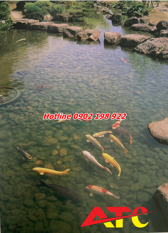 dung-soi-cho-ho-ca-coi-dung-cach