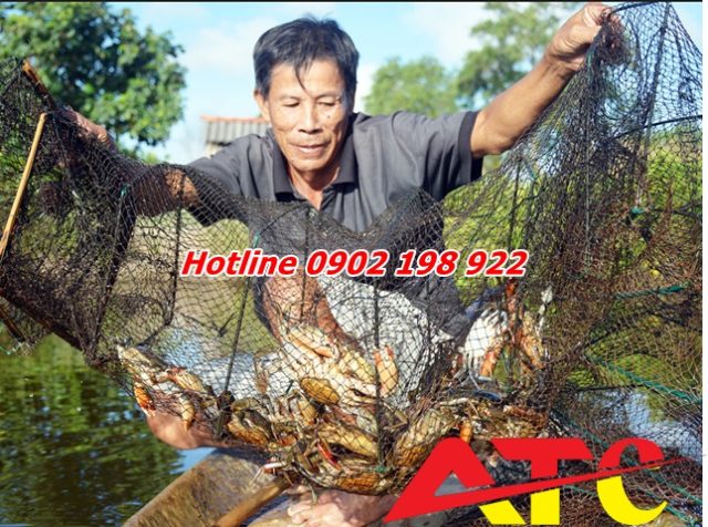 nuoi-cua-hieu-qua-voi-voi-dolomite-bot-da