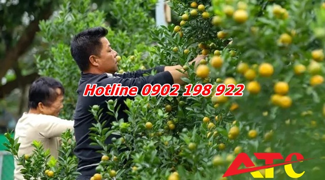 dolomite-bon-cho-cay-canh