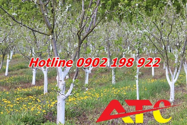 dung-voi-quet-goc-cay-de-phong-sau-benh-hieu-qua