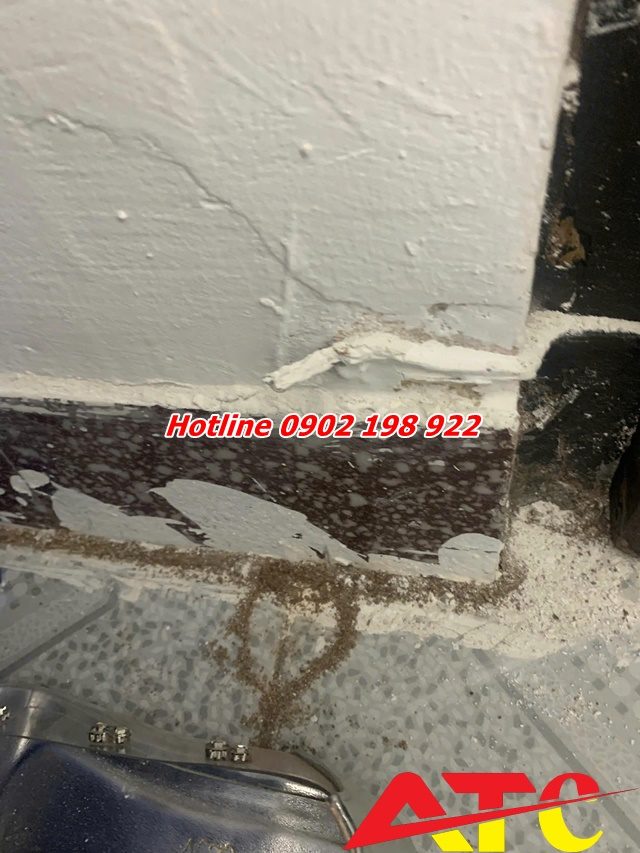 meo-dung-voi-trong-cuoc-song