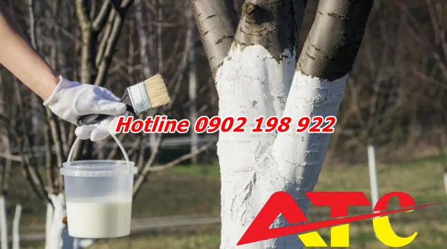 dung-voi-quet-goc-cay-de-phong-sau-benh-hieu-qua