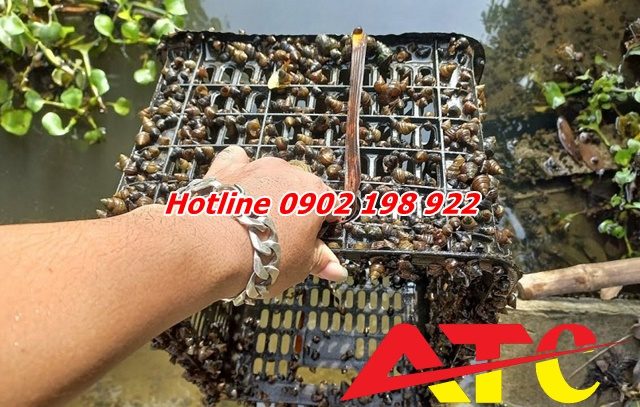 dolomite-nuoi-oc-bi-quyet-cai-thien-moi-truong-ao-va-tang-nang-suat