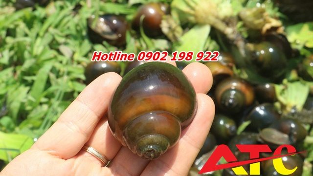 dolomite-nuoi-oc-bi-quyet-cai-thien-moi-truong-ao-va-tang-nang-suat