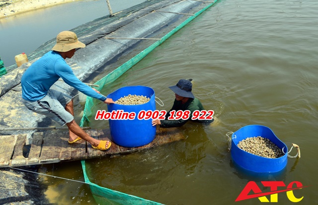 potal_hieu_qua_kinh_te_tu_nghe_nuoi_oc_huong_thuong_pham_o_vung_ven_bien_ninh_thuan__7173197