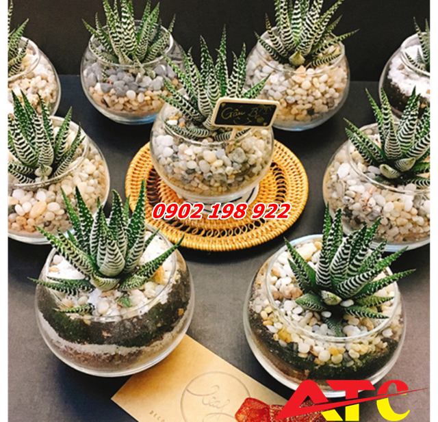 lot-soi-trong-chau-cay