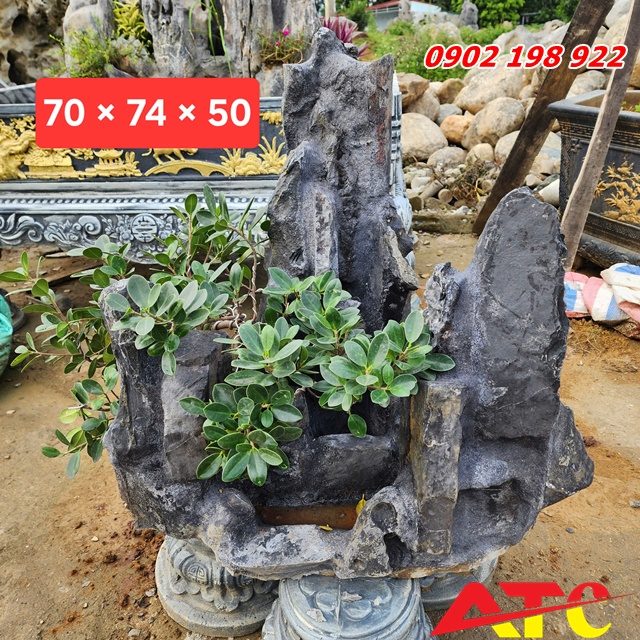 da-lua-tu-nhien-va-su-thang-hoa-trong-tieu-canh-bonsai