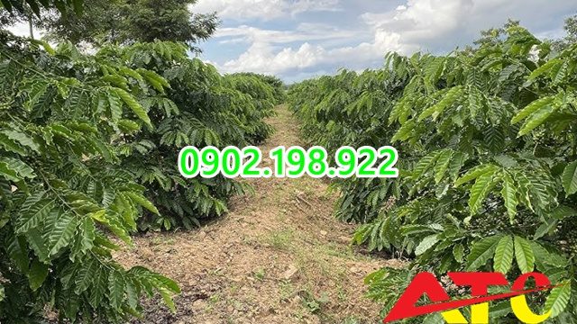 dat-doi-co-ph-4-0-can-lam-gi-truoc-khi-trong-cay-lau-nam
