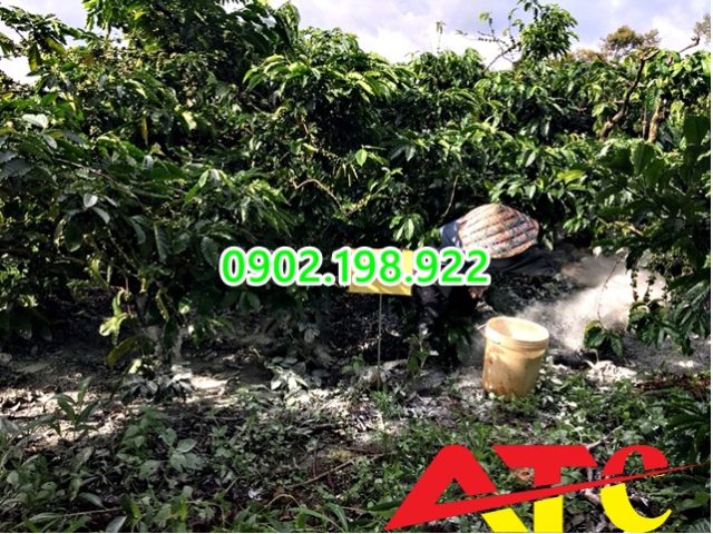 dat-doi-co-ph-4-0-can-lam-gi-truoc-khi-trong-cay-lau-nam